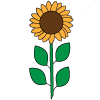 How to draw a Sunflower