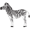 How to draw a Zebra, How to draw a Cartoon Zebra