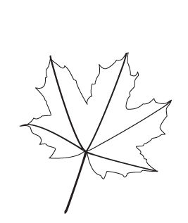 How to draw a Fall Leaf step 2