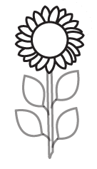 How to draw a sunflower step three