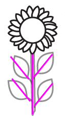 How to draw a Sunflower
