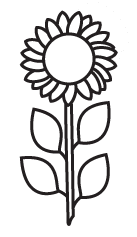 How to draw a sunflower step five
