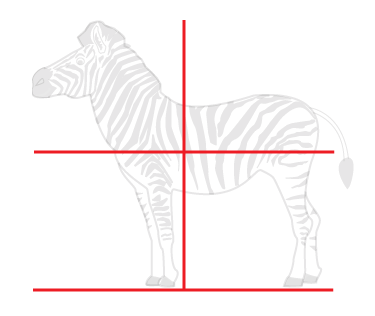 How to draw a cartoon Zebra step 1