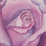 Secret of the Rose